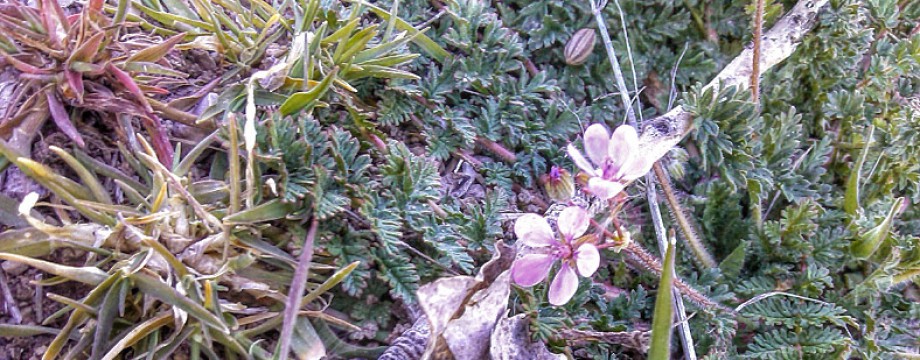 cropped-wildflowers-along-jordan-river-trail-3-15-2014-6.jpg